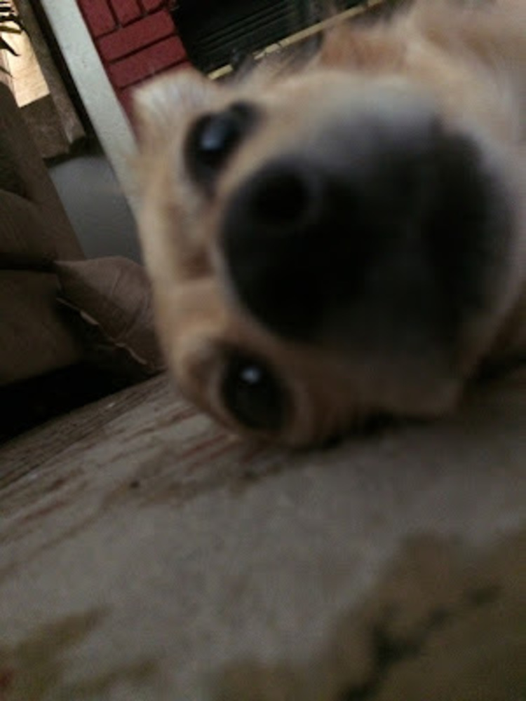 Meet your Posher, Daisy